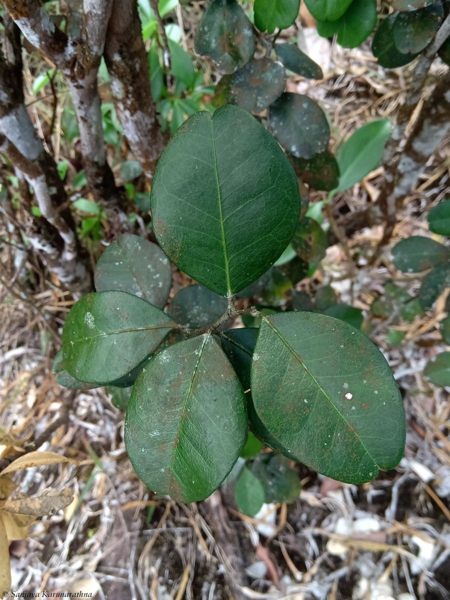 Atalantia rotundifolia (Thwaites) Yu.Tanaka